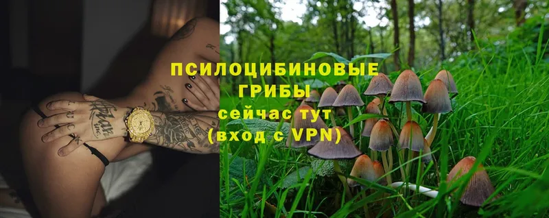 где продают наркотики  Абаза  МЕГА ТОР  Галлюциногенные грибы Magic Shrooms 